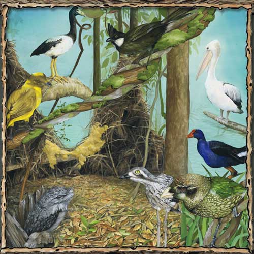 JungleNook Studio is settled amongst world heritage rainforest in Far North Queensland, Australia. (Artwork copyright Junglenook Studio 2007)